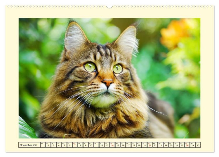 Produktbild: Sch&ouml;ne Katzen. Beliebte Samtpfoten im Garten (hochwertiger Premium Wandkalender 2027 DIN A2 quer), Kunstdruck in Hochglanz