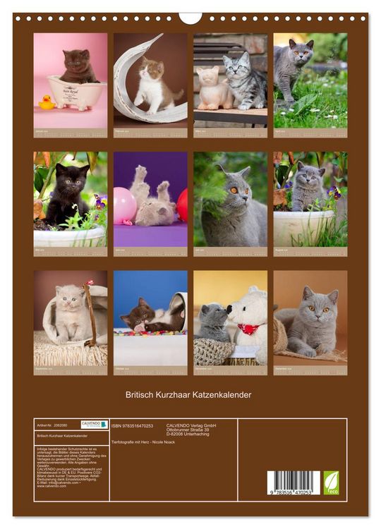 Produktbild: Britisch Kurzhaar Katzenkalender (Wandkalender 2026 DIN A3 hoch), CALVENDO Monatskalender