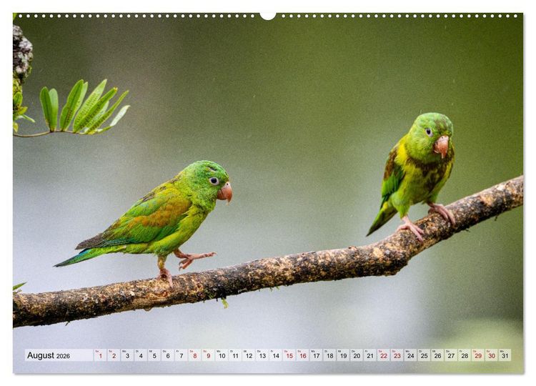 Produktbild: Phantastische Vogelwelt Costa Rica (hochwertiger Premium Wandkalender 2026 DIN A2 quer), Kunstdruck in Hochglanz