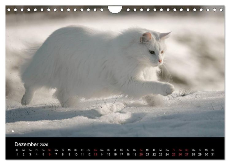 Produktbild: Freig&auml;nger - Hauskatzen unterwegs (Wandkalender 2026 DIN A4 quer), CALVENDO Monatskalender