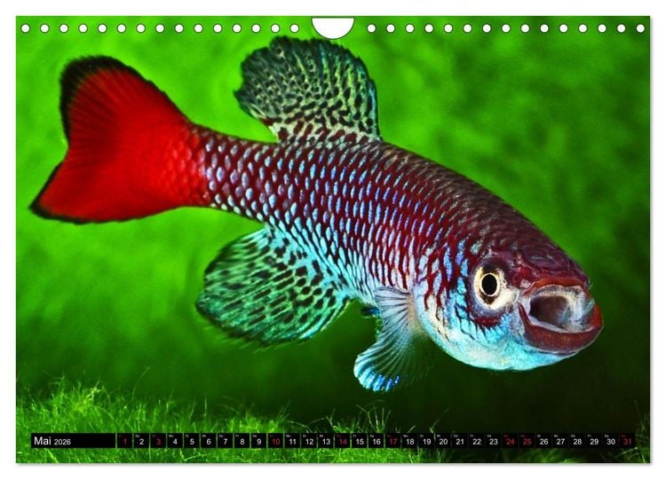 Produktbild: Killifische &ndash; Bunte Fische Afrikas (Wandkalender 2026 DIN A4 quer), CALVENDO Monatskalender