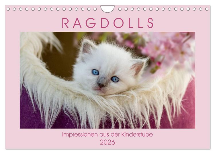 Produktbild: RAGDOLLS Impressionen aus der Kinderstube (Wandkalender 2026 DIN A4 quer), CALVENDO Monatskalender