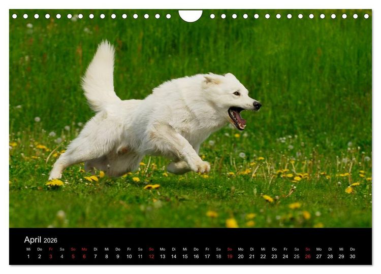 Produktbild: Wei&szlig;er Schweizer Sch&auml;ferhund (Wandkalender 2026 DIN A4 quer), CALVENDO Monatskalender