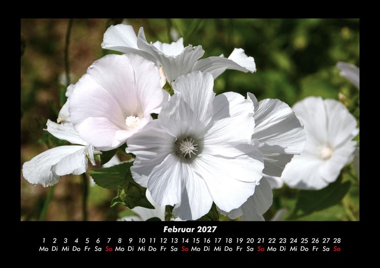Produktbild: Blumentr&auml;ume 2027 Fotokalender DIN A3