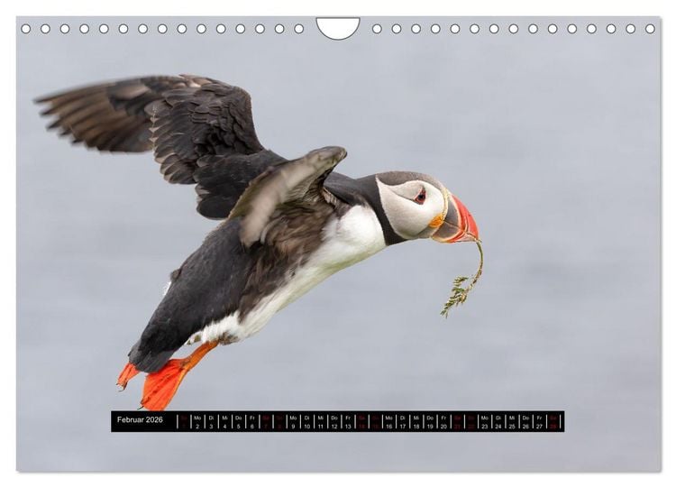 Produktbild: V&ouml;gel auf Island (Wandkalender 2026 DIN A4 quer), CALVENDO Monatskalender