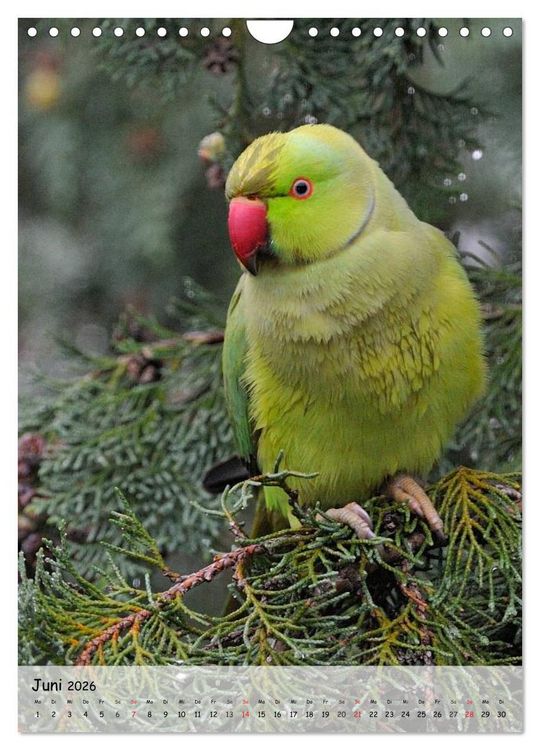 Produktbild: V&ouml;gel im heimischen Garten (Wandkalender 2026 DIN A4 hoch), CALVENDO Monatskalender