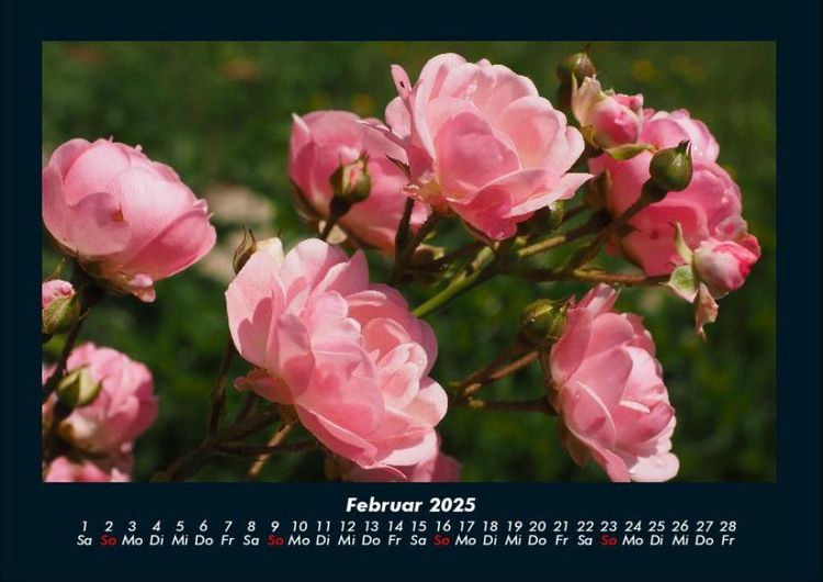 Produktbild: Rosen-Kalender 2025 Fotokalender DIN A4