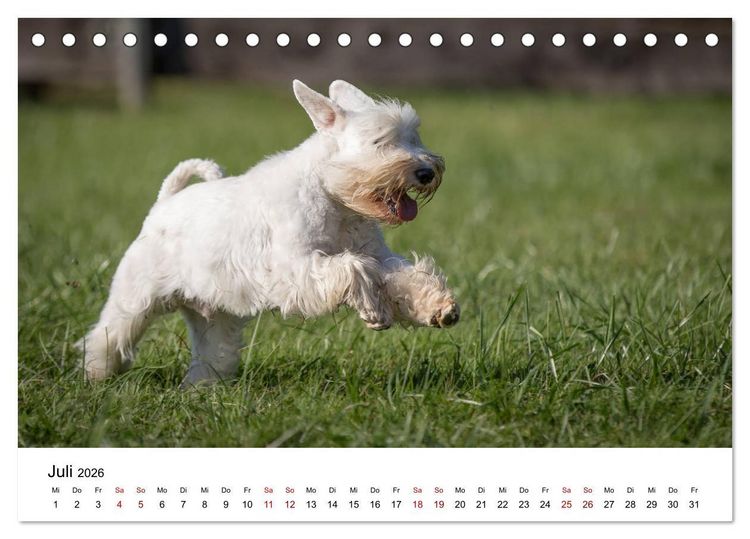 Produktbild: Schnauzer... von Zwergen und Riesen 2026 (Tischkalender 2026 DIN A5 quer), CALVENDO Monatskalender