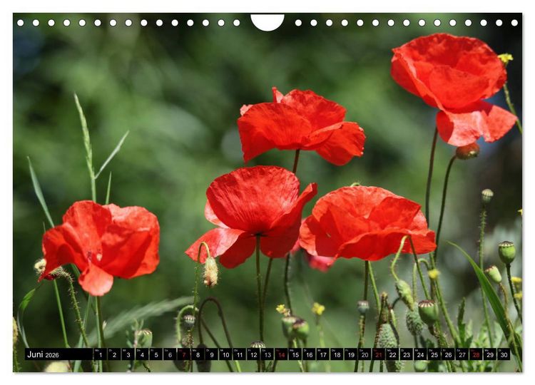 Produktbild: Mohnblumen (Wandkalender 2026 DIN A4 quer), CALVENDO Monatskalender