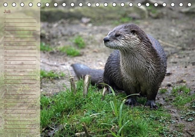 Produktbild: Fischotter Geburtstagskalender (Tischkalender immerw&auml;hrend DIN A5 quer)