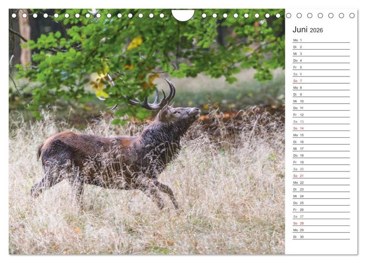Produktbild: Emotionale Momente: Hirschbrunft. Part II. (Wandkalender 2026 DIN A4 quer), CALVENDO Monatskalender