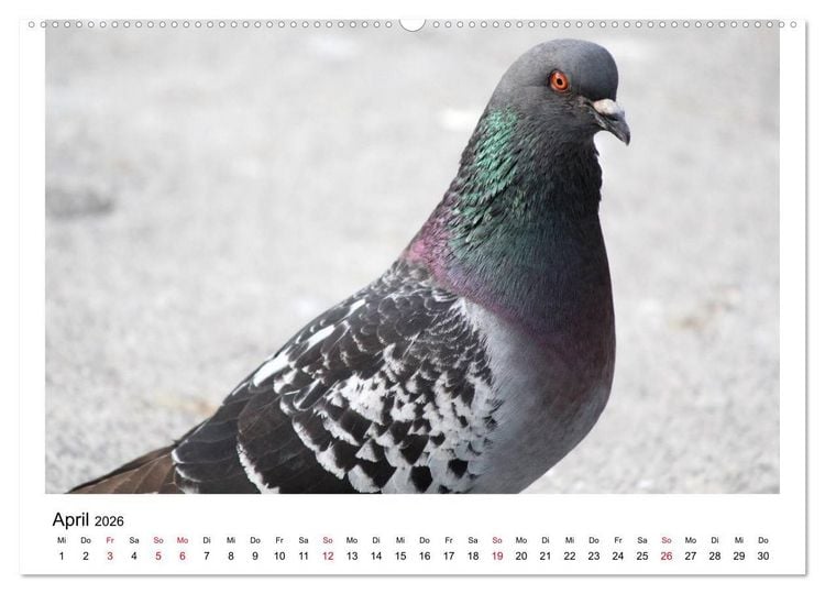 Produktbild: Geliebte Tauben (hochwertiger Premium Wandkalender 2026 DIN A2 quer), Kunstdruck in Hochglanz