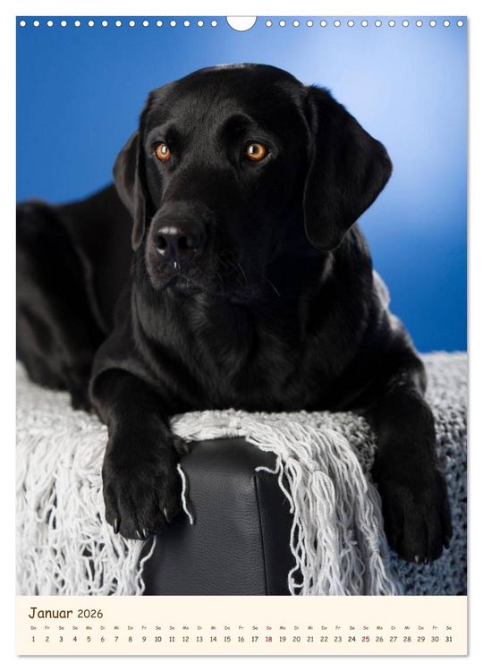 Produktbild: Labrador Retriever (Wandkalender 2026 DIN A3 hoch), CALVENDO Monatskalender
