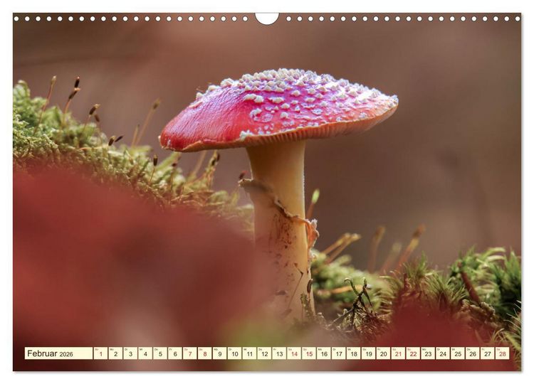 Produktbild: Die Welt der Fliegenpilze (Wandkalender 2026 DIN A3 quer), CALVENDO Monatskalender