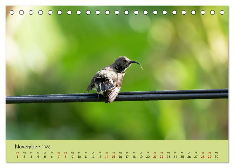 Produktbild: Gefiederte Sch&ouml;nheiten Ostafrikas (Tischkalender 2026 DIN A5 quer), CALVENDO Monatskalender