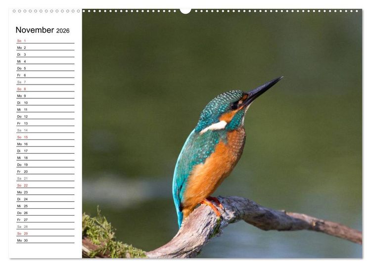 Produktbild: Eisv&ouml;gel (Wandkalender 2026 DIN A2 quer), CALVENDO Monatskalender