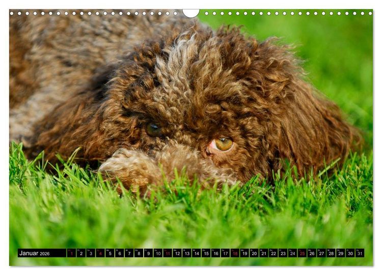 Produktbild: Lagotto Romagnolo - Italienischer Tr&uuml;ffelhund (Wandkalender 2026 DIN A3 quer), CALVENDO Monatskalender