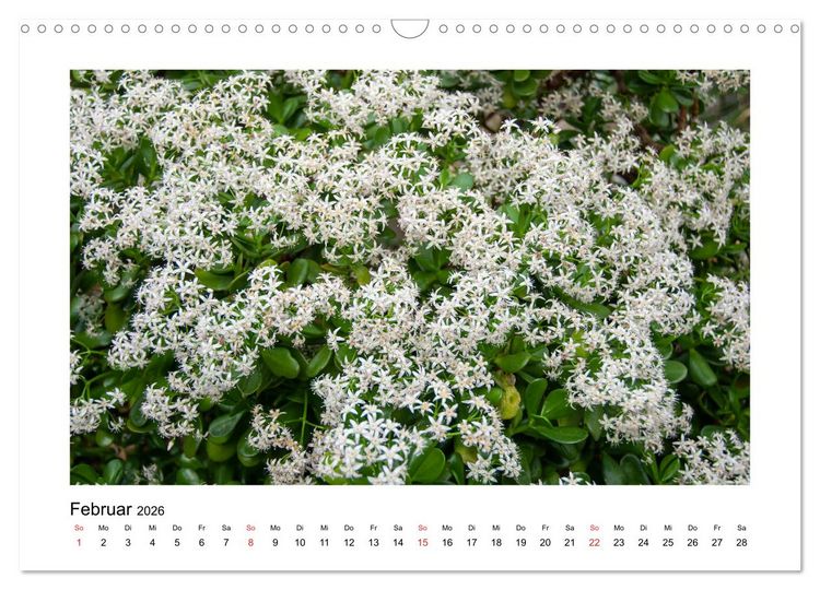 Produktbild: Kakteen und Sukkulenten (Wandkalender 2026 DIN A3 quer), CALVENDO Monatskalender