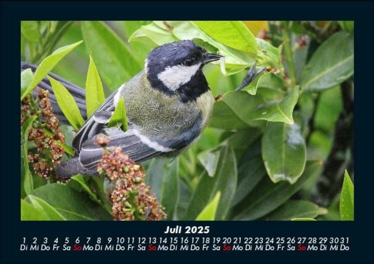 Produktbild: Welt der V&ouml;gel 2025 Fotokalender DIN A5