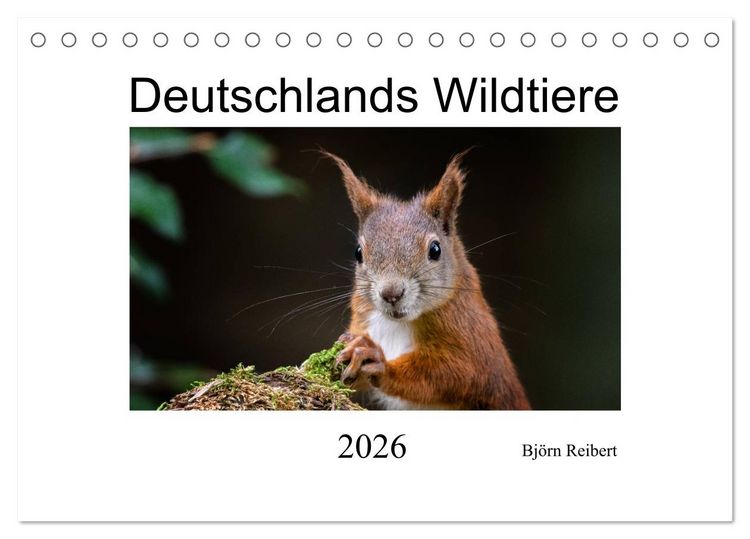 Produktbild: Deutschlands Wildtiere (Tischkalender 2026 DIN A5 quer), CALVENDO Monatskalender