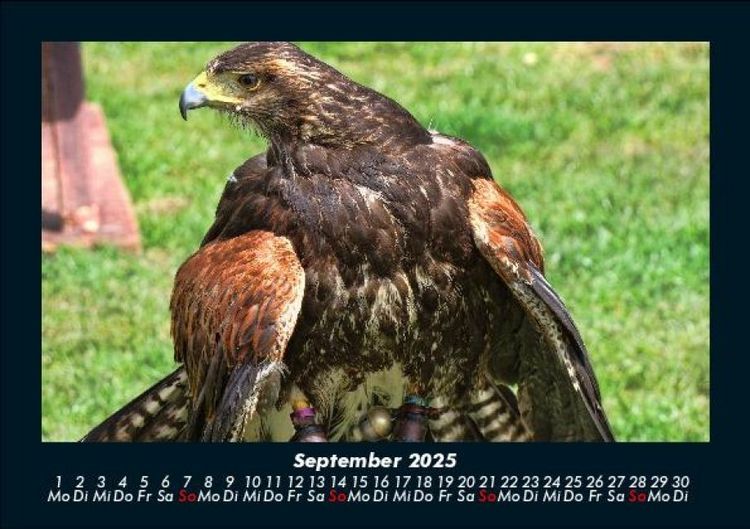Produktbild: Welt der V&ouml;gel 2025 Fotokalender DIN A5