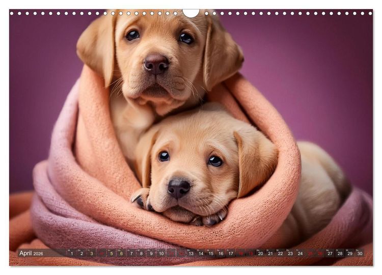 Produktbild: Welpen im Kuschelmodus - Herzerw&auml;rmende kleine Labrador Retriever (Wandkalender 2026 DIN A3 quer), CALVENDO Monatskalender