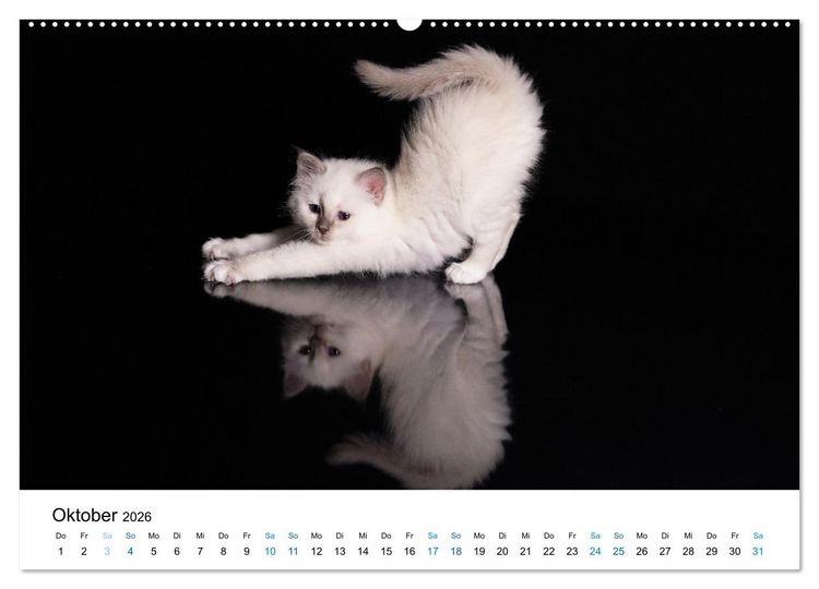 Produktbild: Heilige Birma Kitten - ein Traum auf wei&szlig;en Pf&ouml;tchen (Wandkalender 2026 DIN A2 quer), CALVENDO Monatskalender