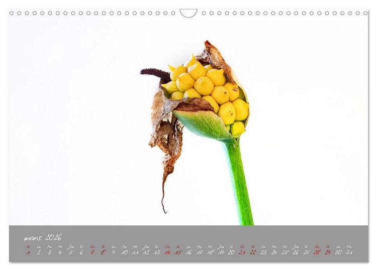 Produktbild: Des fleurs sur le chemin du matin (Calendrier mural 2026 DIN A3 vertical), CALVENDO calendrier mensuel