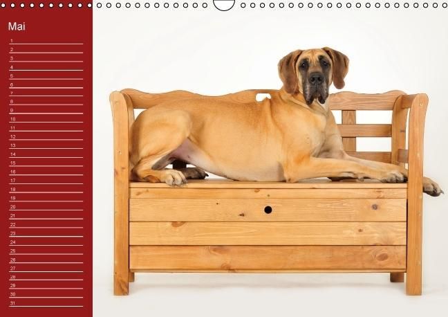 Produktbild: Deutsche Doggen / Geburtstagskalender (Wandkalender immerw&auml;hrend DIN A3 quer)