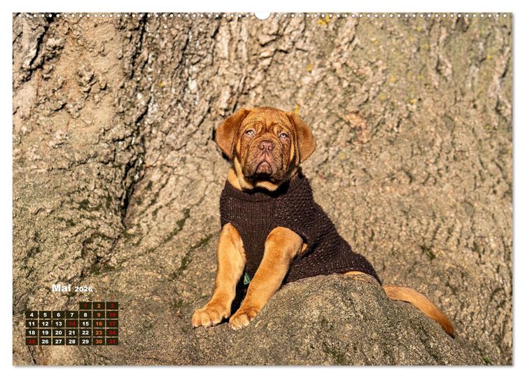 Produktbild: Eine kleine Bordeauxdogge entdeckt die Welt (Wandkalender 2026 DIN A2 quer), CALVENDO Monatskalender