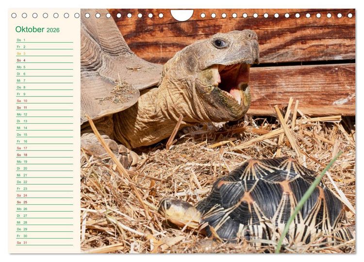 Produktbild: Meine Schildkr&ouml;ten - Geburtstagskalender (Wandkalender 2026 DIN A4 quer), CALVENDO Monatskalender