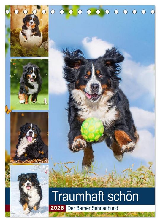 Produktbild: Traumhaft sch&ouml;n - Der Berner Sennenhund (Tischkalender 2026 DIN A5 hoch), CALVENDO Monatskalender
