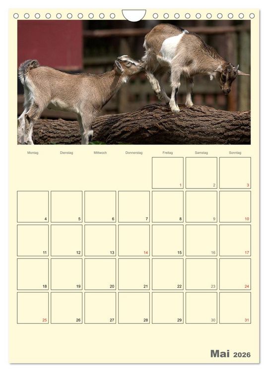 Produktbild: Zwergziegen (Wandkalender 2026 DIN A4 hoch), CALVENDO Monatskalender