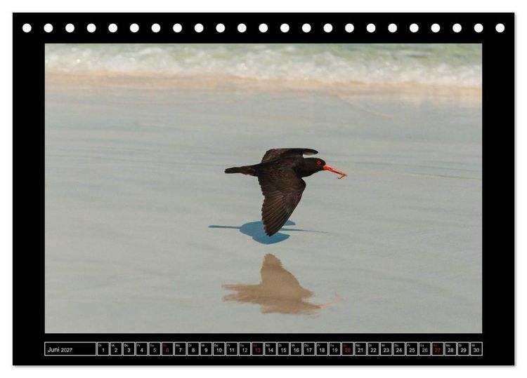 Produktbild: V&ouml;gel von "Down Under" Australien (Tischkalender 2027 DIN A5 quer), CALVENDO Monatskalender