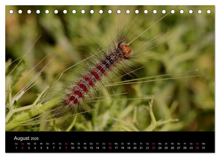 Produktbild: Faszination Schmetterlingsraupen (Tischkalender 2026 DIN A5 quer), CALVENDO Monatskalender