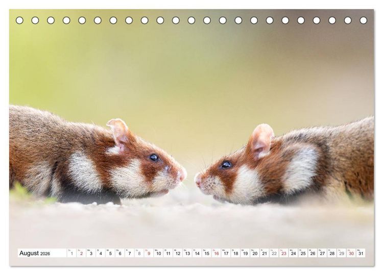 Produktbild: Herzige Feldhamster - farbenfrohe Nagetiere im st&auml;dtischen Lebensraum (Tischkalender 2026 DIN A5 quer), CALVENDO Monatskalender