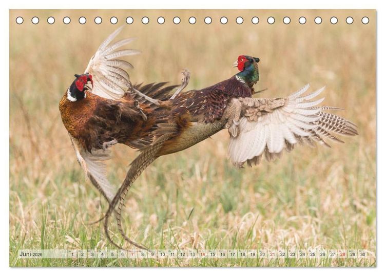 Produktbild: Emotionale Momente: Wild und Jagd. (Tischkalender 2026 DIN A5 quer), CALVENDO Monatskalender