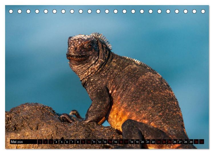 Produktbild: Naturparadies Galapagos - UNESCO Weltkulturerbe (Tischkalender 2026 DIN A5 quer), CALVENDO Monatskalender