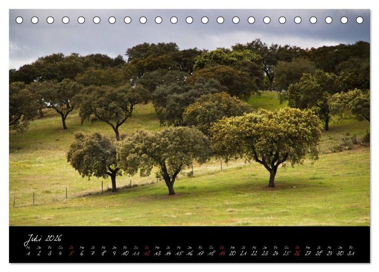 Produktbild: Wald (Tischkalender 2026 DIN A5 quer), CALVENDO Monatskalender