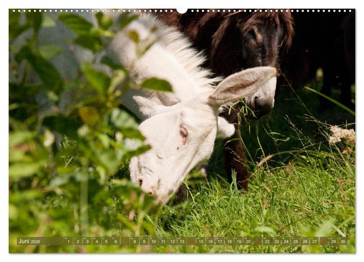 Produktbild: Lichtbringer - &Ouml;sterreichisch-Ungarische Barockesel (hochwertiger Premium Wandkalender 2026 DIN A2 quer), Kunstdruck in Hochglanz