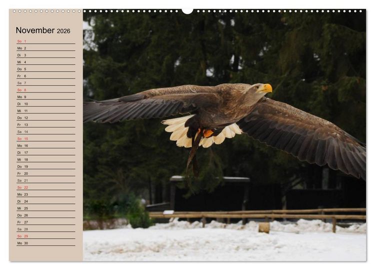 Produktbild: Der Steinadler. Majest&auml;tischer Greifvogel (Wandkalender 2026 DIN A2 quer), CALVENDO Monatskalender