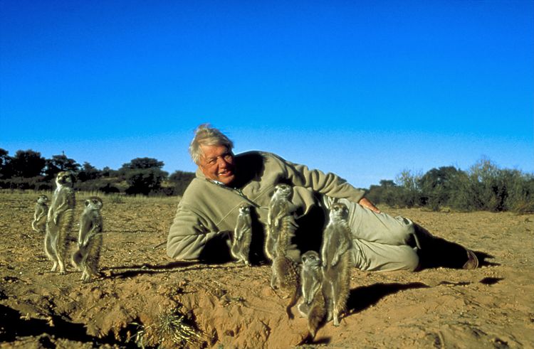 Produktbild: Das Leben der S&auml;ugetiere - David Attenborough - Die komplette Serie
 [4 DVDs]