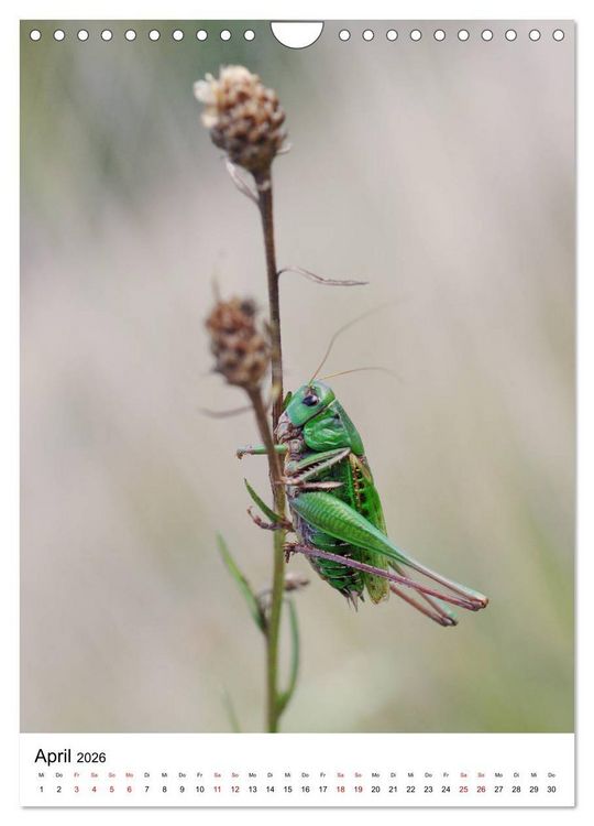 Produktbild: Insekten,Sch&ouml;nheiten der Natur (Wandkalender 2026 DIN A4 hoch), CALVENDO Monatskalender