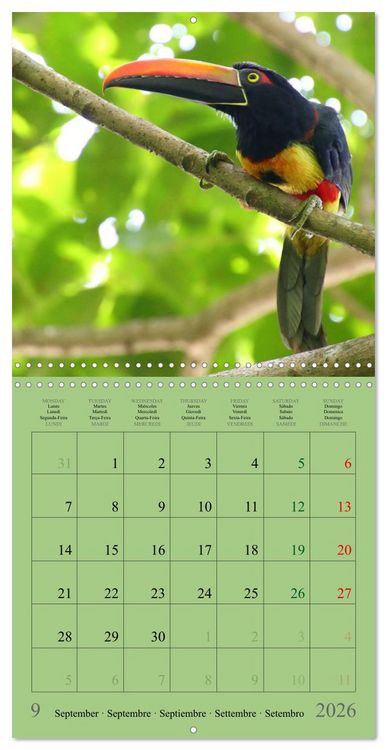 Produktbild: Costa Rican Birds (Wall Calendar 2026 12 &times; 12 Inch) CALVENDO 12 Month Wall Calendar
