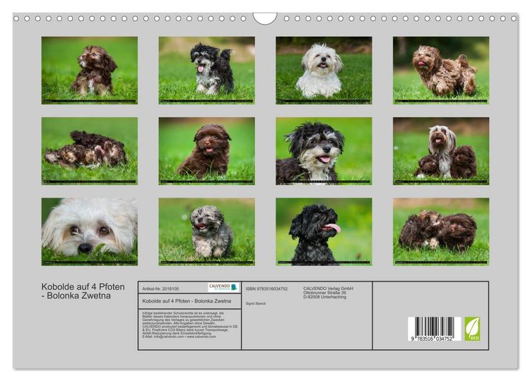 Produktbild: Kobolde auf 4 Pfoten - Bolonka Zwetna (Wandkalender 2026 DIN A3 quer), CALVENDO Monatskalender