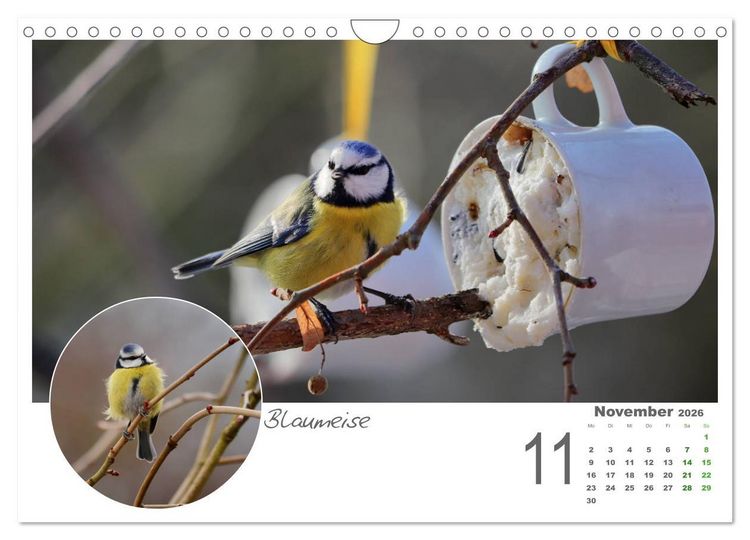 Produktbild: Gefiederte Garteng&auml;ste (Wandkalender 2026 DIN A4 quer), CALVENDO Monatskalender