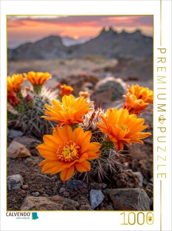 Produktbild: CALVENDO Puzzle Bl&uuml;tenfarbe der Sonne - orangefarbene Kakteen | 1000 Teile Lege-Gr&ouml;&szlig;e 64x48cm Foto-Puzzle f&uuml;r gl&uuml;ckliche Stunden