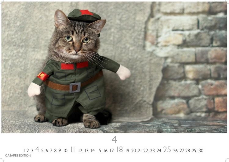 Produktbild: Funny Cats Kalender 2027 &ndash; Wandkalender | Fotokalender Tierkalender 35x50cm - Witziger Katzenkalender
