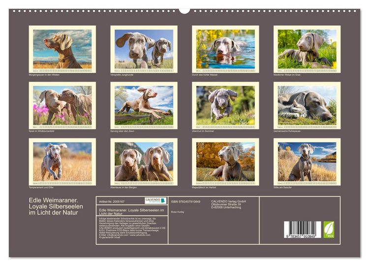 Produktbild: Edle Weimaraner. Loyale Silberseelen im Licht der Natur (hochwertiger Premium Wandkalender 2026 DIN A2 quer), Kunstdruck in Hochglanz