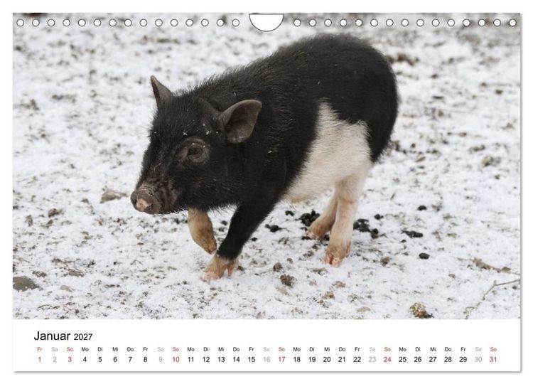 Produktbild: Schwein gehabt! (Wandkalender 2027 DIN A4 quer), CALVENDO Monatskalender